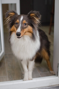 Cute tricolor sheltie dog on the doorstep. Shetland sheepdog puppy at home