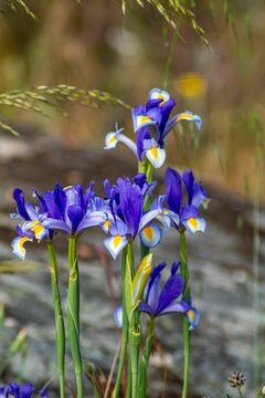 Vertical, close-up shot of blue Algerian Iris