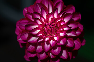 Einzelne Dahliie (Dahlia) Nahaufnahme