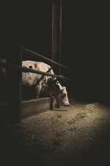 Vertical shot of white and black cow in paddock - obrazy, fototapety, plakaty