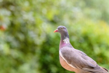 Closeup of pigeon isolated in green nature background