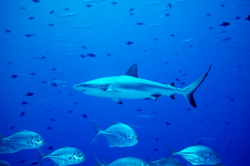 Grey reef shark, Carcharhinus amblyrhynchos, Blue Corner, Palau, Micronesia