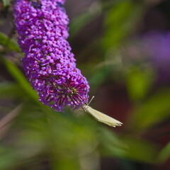 cabbage butterfly  on the flower of the buddleja