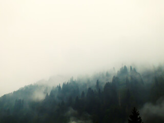 Misty landscape with fir forest in vintage retro style, A mysterious foggy forest on a mountain with tall pine trees.