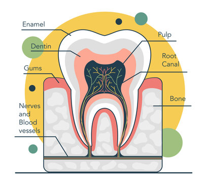 Human tooth structure. Cross section scheme representing tooth layers
