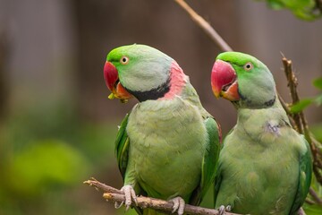 Closeup of a pair of Alexandrine parakeets sitting on a branch