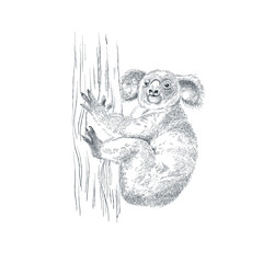 Realistic hand drawn koala bear on tree. Australian  wildlife. Vector illustration