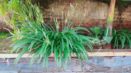 Obraz premium FLOWER in the garden