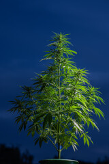 Marijuana leaves, cannabis potted plant at night