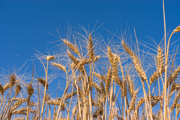 Ears of wheat on a field against a clear blue sky
