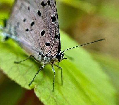 Borboleta