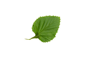 Green leaf isolated on white background.