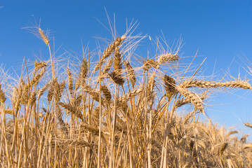 Ears of wheat on a field against a clear blue sky