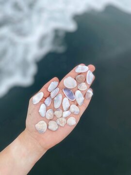 Many seashells in the palm