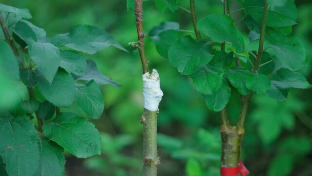 Grafting is a vegetative method of plant reproduction by combining parts of several plants. It is used in gardening.