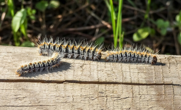 The pine processionary (Thaumetopoea pityocampa)