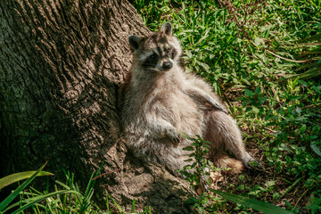 Raccoon lounging on a tree in South Louisiana