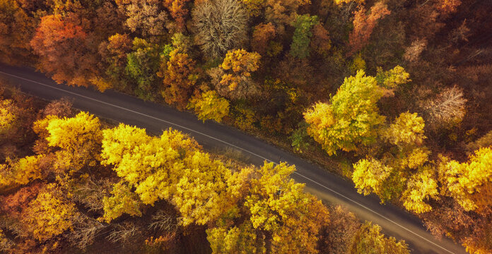 Autumn forest drone aerial shot, Overhead view of foliage trees and road
