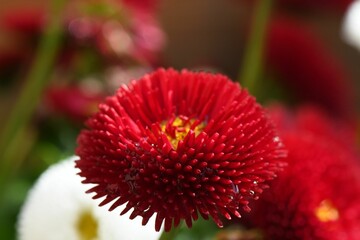 Close-up shot of a red, blossom aster in the garden
