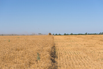 Obraz premium Combine harvester harvests wheat in a wheat field