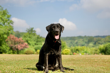 Black Labrador retriever dog sitting on a beautiful lawn in a sunny garden with a forest in the background in Condroz, Belgium.
