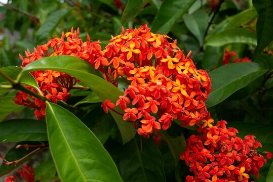 Closeup shot of orange Ashoka flowers (Saraca asoca)