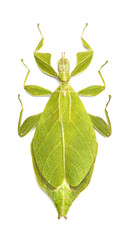 Phyllium gardabagusi (female)
Walking Leaf Insect in White Background