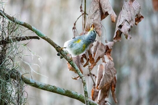 Closeup shot of a tiny northern parula (Setophaga americana) on the tree branch