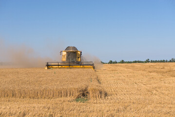 Combine harvester harvests wheat in a wheat field