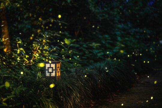 Closeup of hundreds of fireflies in bushes at night