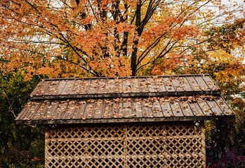 Wooden gazebo with fallen leaves on the roof against an autumn tree