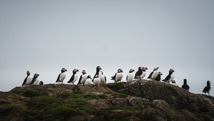 Atlantic puffin bird colony standing on a coastal cliff with the sky in the background