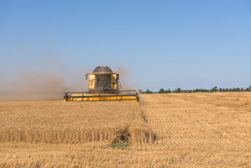 Combine harvester harvests wheat in a wheat field