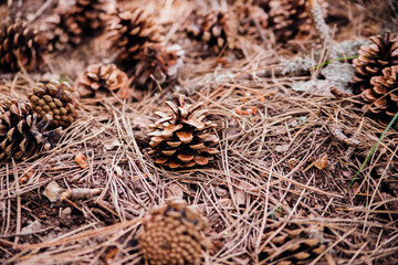 Scattered pine cones on the ground in the forest. Blurred background and bokeh. Selective focus. Beauty is in nature.