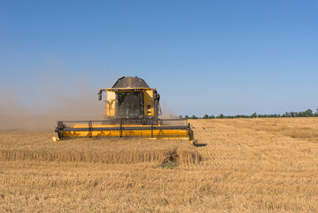 Fototapeta premium Combine harvester harvests wheat in a wheat field
