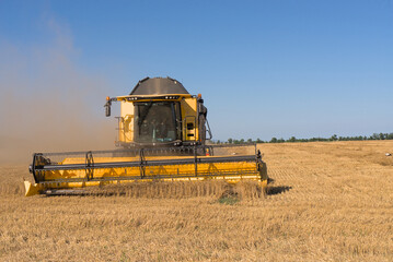 Fototapeta premium Combine harvester harvests wheat in a wheat field