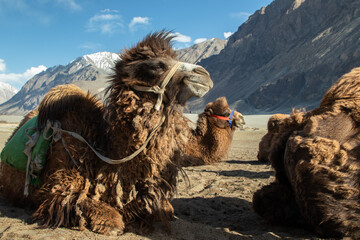 Double Hump Unique Camels In Nubra Valley, Ladakh Leh, On Of The The Top Best Tourist Destinations....