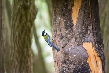 Closeup of a great tit on a tree, Parus major