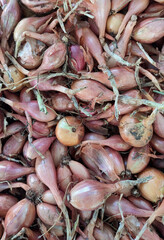 background of the harvest of onions from the garden
