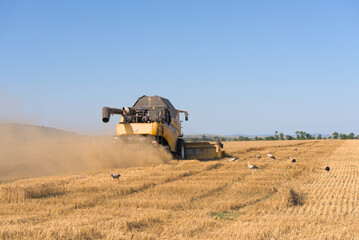 Fototapeta premium Combine harvester harvests wheat in a wheat field