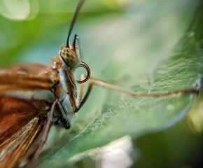 Borboleta 