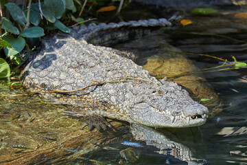 Lazy Nile crocodile sunbathing by the water.