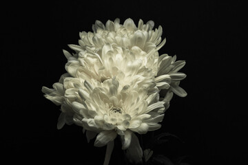white dahlia flower