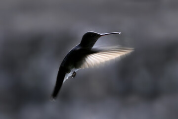 Hummingbird © Mrio