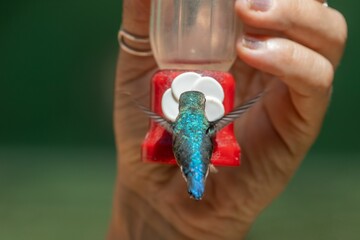 Fototapeta premium Closeup of a cute blue Hummingbird drinking water from the feeder