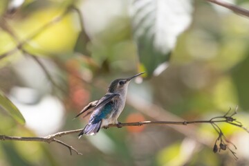 Fototapeta premium Closeup of a cute Hummingbird sitting on a tree branch during daytime