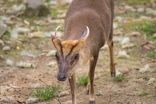 Close-up of an adorable muntjac deer