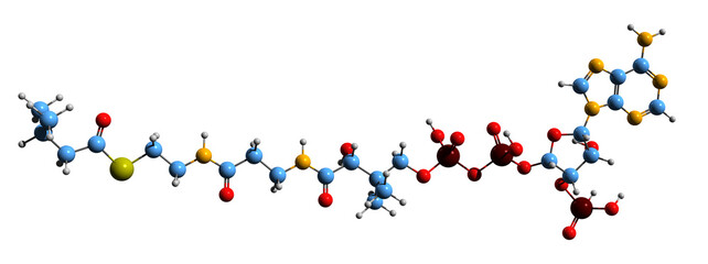 3D image of Isovaleryl-CoA skeletal formula - molecular chemical structure of amino acid  metabolism intermediate isolated on white background