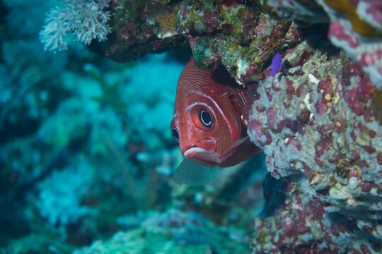 Closeup of a little red blotcheye soldierfish looking from behind a coral formation underwater