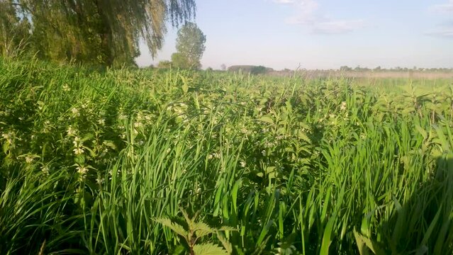 Blooming nettles in the middle of the grass sway in the wind on a sunny summer day in middle of a field. Plant nettle with fluffy green leaves and white flowers grows in the ground - medical concept